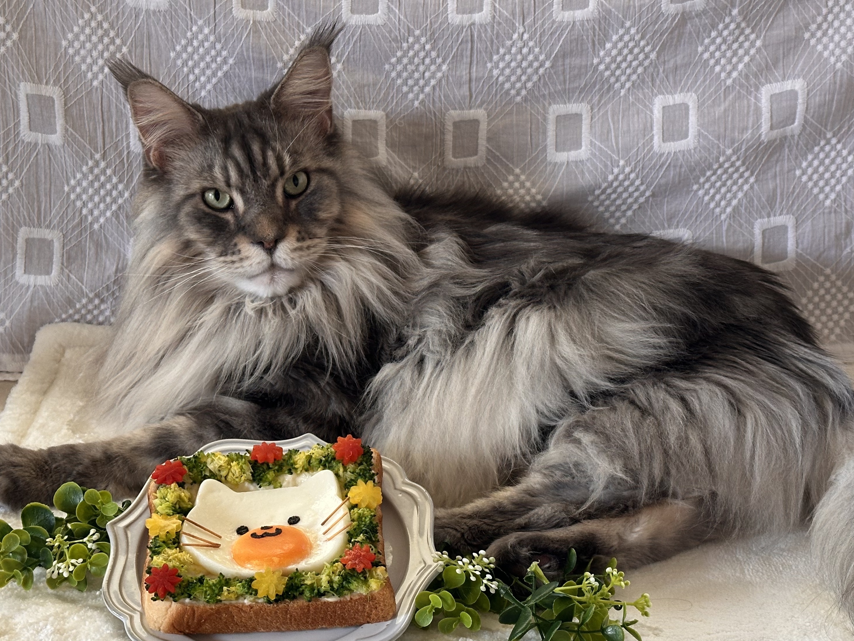ライカさん・超熟食パンDE猫の日のオー